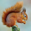 tufty
